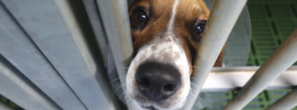 Foto: Cruelty Free Europe