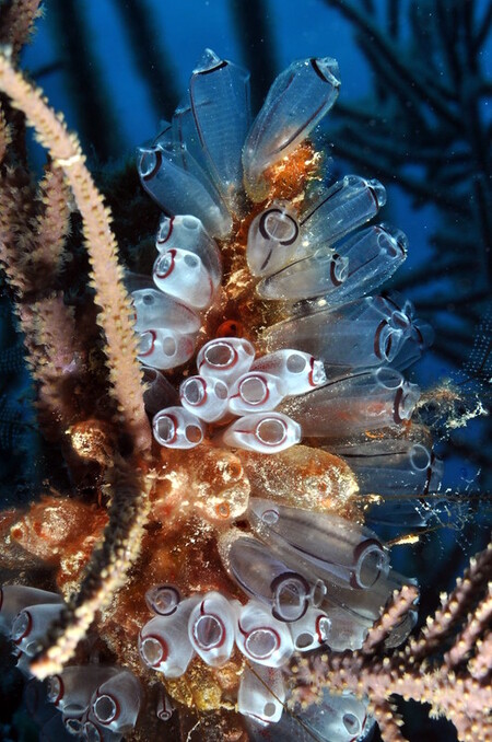 Odborníci zatím nevědí, co nemoc způsobuje, zjistili ale, že nemoc je rozšířenější na útesech, které jsou blíže tamním velkým přístavům.