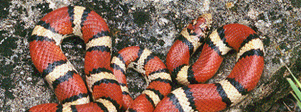 Korálovka sedlatá Foto: BillC Wikimedia Commons