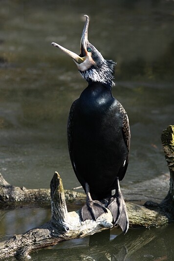 Během trávení kořisti kormorán občas otevírá zobák.