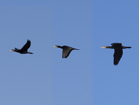 Jedním z důvodů je vyřazení kormorána ze seznamu zvířat, jimiž napáchané škody kompenzuje chovatelům a zemědělcům stát