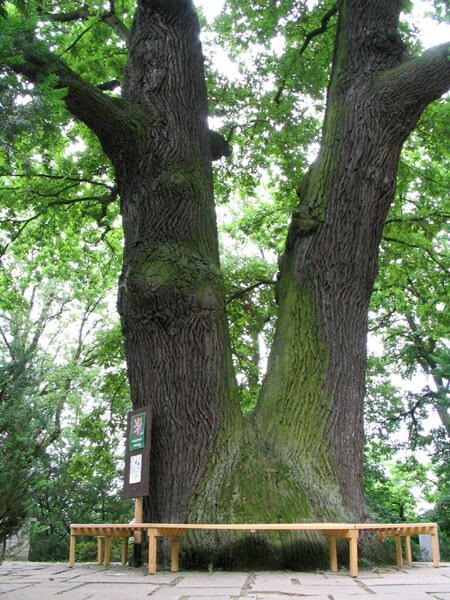 Přibližně 450 let starý Körnerův dub je od roku 1997 památným stromem. Zhruba 30 metrů vysoký dub letní má obvod kmene 765 centimetrů a symbolizuje ochránce města. Dutý strom se dvěma srostlými kmeny je v centru japonské kamenné zahrady Šówa-en, která u něj vznikla v roce 2004