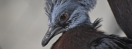 Korunáč Sclaterův Foto: Lukáš Kadela Zoo Brno