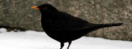 foto:  Tomi Tapio / Flickr