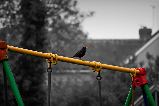 Nejčastěji pozorovaným zahradním ptákem je nyní kos černý. Ilustrační foto