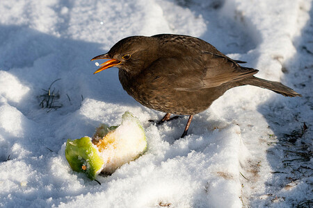 Díky mírným zimám v posledních letech se mnozí ptáci na cesty vůbec nevydávají. Před 50 lety neexistovalo, že by tady zůstávali kosi