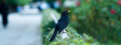 Foto: discret_incognito78 / Flickr