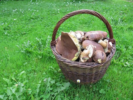 Vzhledem k oteplování klimatu se v českých lesích mění i spektrum hub. / ilustrační foto