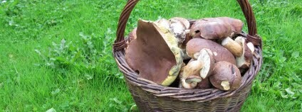 Košík hub Foto: Zdeňka Vítková / Ekolist.cz