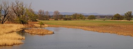 Foto: Jaroslav Zanat / Česká společnost ornitologická