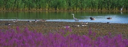 Rozsáhlý rozliv Ptačí pole navazující na mokřady a rákosiny u říčky Kyjovky. Foto: Ondřej Ryška