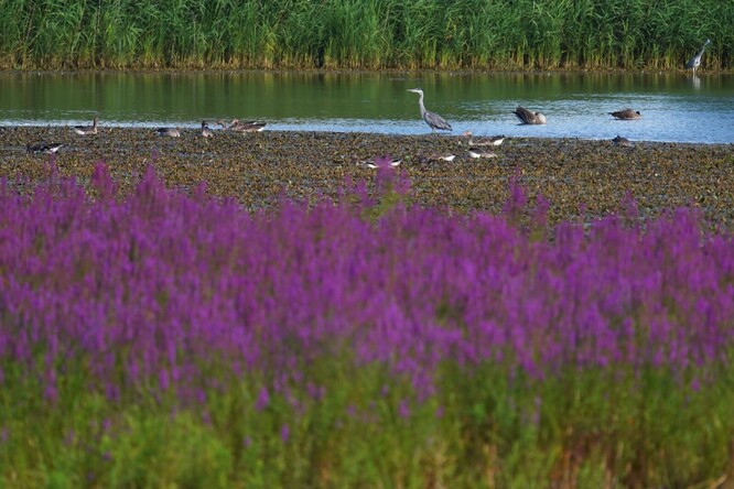 Rozsáhlý rozliv Ptačí pole navazující na mokřady a rákosiny u říčky Kyjovky. V popředí je fialově kvetoucí kyprej vrbice.