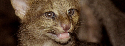 Kotě jaguarundi Foto: Zoo Brno