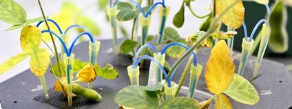 Snímky z laboratoře rostlinné biofyziky a biochemie Foto: archiv Biologického centra AV ČR