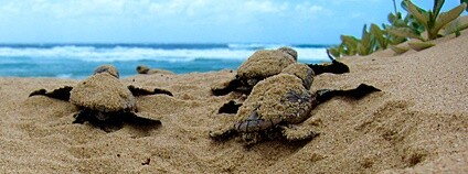 Kožatka velká Foto: Jeroen Looyé Flickr.com