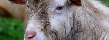 Kozel Foto: Lawrence Wright Flickr