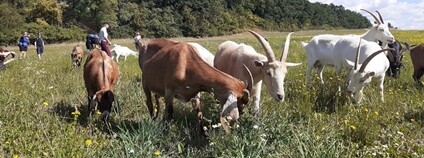 Kozí pochod – po stopách pražských pastvin a motýlů Foto: Zelený kruh