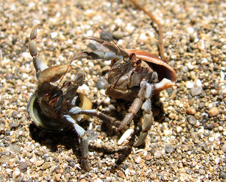 Myslím, že bydlíš v mojí ulitě. Ilustrační snímek