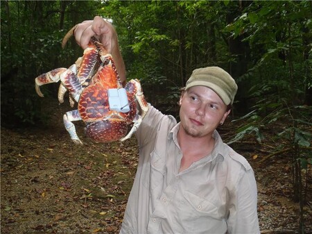 Krab palmový vybavený GPS lokátorem.