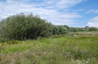 To samé místo, jako na prvním snímku, ale v roce 2013. Díky nepřítomnosti skotu se obnovily porosty vrb.