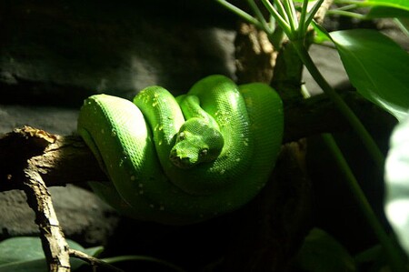 Krajty zelené činí jejich různorodé variace zeleného zabarvení velmi oblíbené mezi chovateli po celém světě.