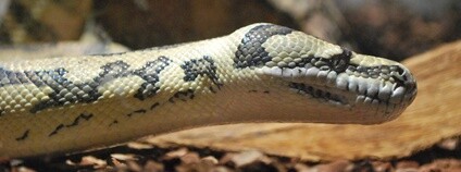 Krajta kobercová Foto: Inge Knoff Flickr