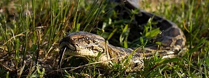 Krajta tmavá Foto: Andy Wraithmell - The Florida Fish and Wildlife Conservation Commission / Flickr