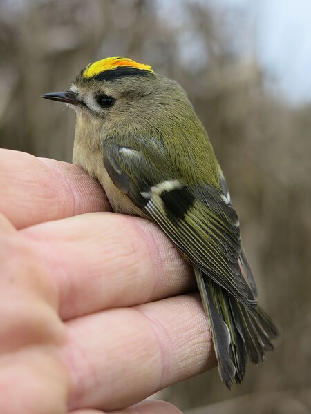 Ze vzácnějších druhů, které loni prošly stanicí, jmenoval Moulis vydru nebo malého zpěvného ptáka králíčka obecného