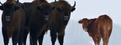 Foto: Rafal Kowalczyk