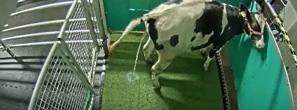 Foto: Research Institute for Farm Animal Biology