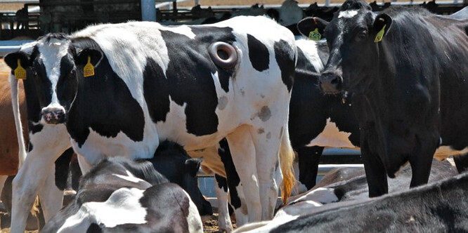 Přímý pohled do útrob nebo odběr vzorku z trávicího traktu by pro většinu zvířat znamenal jistou a v podstatě zbytečnou smrt. U přežvýkavců je to ale jinak. Ti mohou mít ze svého boku otvor do bachoru, aniž by jim to působilo komplikace. Na ilustračním snímku jalovice se sondou.