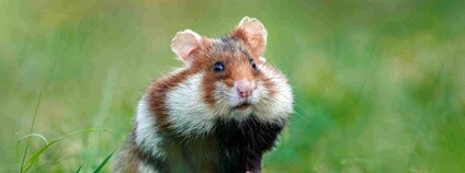 Křeček polní Foto: Ondřej Prosický AOPK ČR