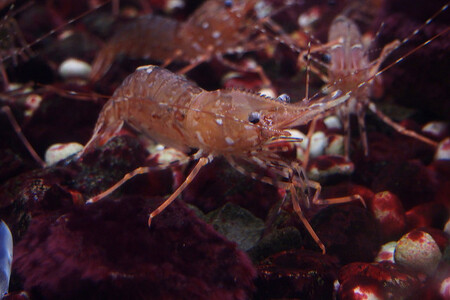 Vědci levně vykupují skořápky krevet od restaurací, supermarketů a místních rybářů. Z nich potom vyrábějí bioplast. Pokud se tento plast bude průmyslově vyrábět, mohlo by to pomoci snížit množství odpadu...