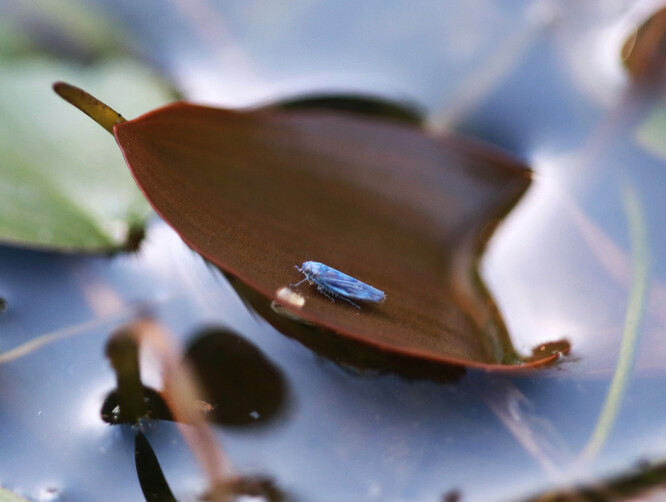 Kriticky ohrožený křísek leknínový.