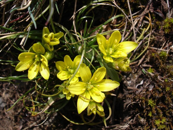 Křivatec český (Gagea bohemica) je jarní geofyt ohrožený invazí akátu. Roste na chudých půdách a osluněných místech s nezapojenou vegetací.