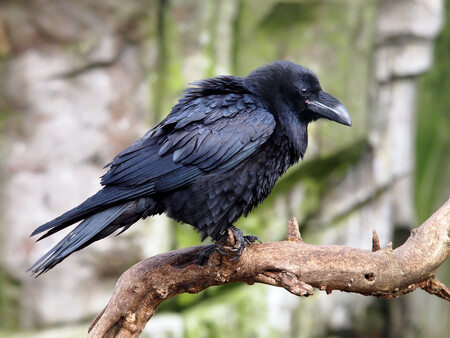 Krajský úřad Moravskoslezského kraje v minulosti vycházel z podkladů odborníka, který pohyb krkavce v lokalitě dotčené výstavbou elektrárny potvrdil, poukázal však na jeho výskyt pouze při přeletech.