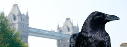 Krkavec na londýnském Toweru Foto: Michael Garnett Flickr