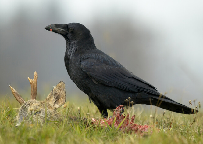 Podle Ricka Sinnotta, bývalého biologa státního ministerstva pro ryby a lovnou zvěř, se v zimě do Anchorage slétají za potravou stovky krkavců velkých. S jarem jich většina odletí. Během zimy se krmí jakýmkoli druhem masa, ovoce a zeleniny. Ilustrační foto