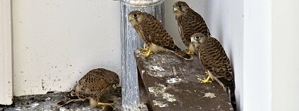 Foto: Jiří Preclík / Muzeum města Ústí nad Labem