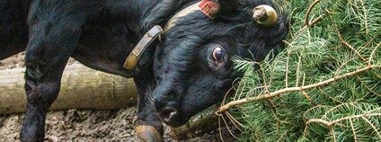 Neprodané vánoční stromky poslouží zvířatům Foto: M. Vlčková Zoo Ostrava