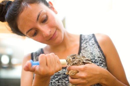 Umělý odchov zajíčků je velmi náročný a ne vždy se podaří.