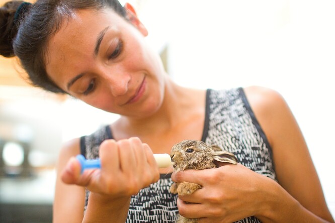 Záchranným stanicím pro zvířata hrozí nedostatek peněz kvůli omezením ohledně koronaviru. / Ilustrační foto