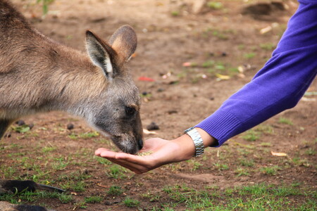 Vyškovský zoopark dokončil nový průchozí pavilon Austrálie. V pavilonu návštěvníci zahrady budou moci obdivovat dva samce klokana parma, skupinku klokanů rudokrkých a stovky opeřenců. / ilustrační foto