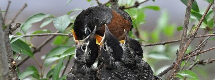 Foto:  Julie Falk / Flickr