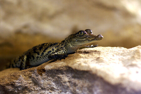 Ruská vláda zakázala občanům chovat doma v zajetí medvědy, vlky, lvy, lidoopy, krokodýly, jedovaté hady, škorpiony či pavouky. / Ilustrační foto