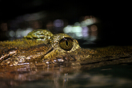 Ženy nebyly místní a možná nevěděly, že tuto oblast obývají krokodýli