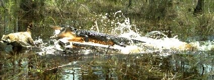 Foto: Florida Fish and Wildlife Conservation Commission