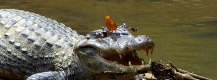 Foto: Carlos de la Rosa