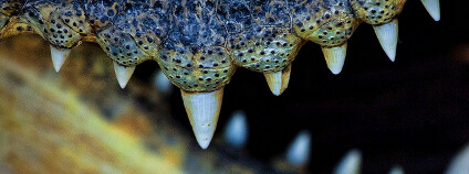 fto: Justin Jensen / Flickr