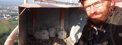 Sokolí pár hnízdící na vráteckém komíně má čtyři mláďata Foto: Teplárna České Budějovice